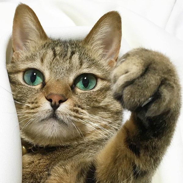 キジトラのクーちゃん