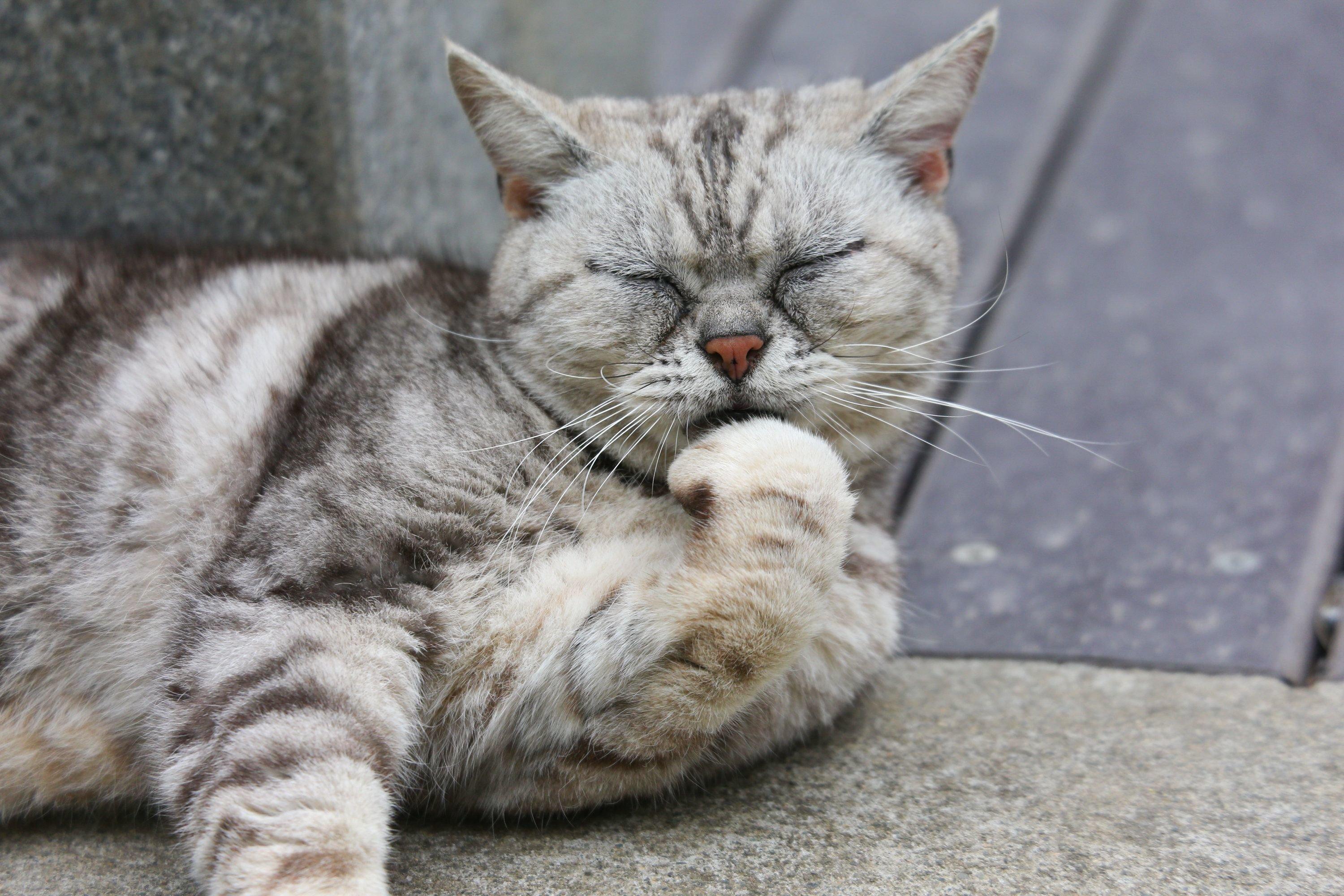 考える。ふり？