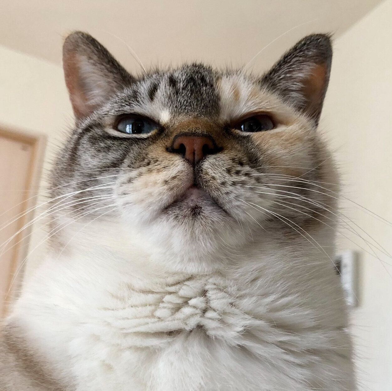 福々しい見た目のすずちゃん