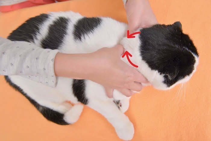 首をマッサージされる猫