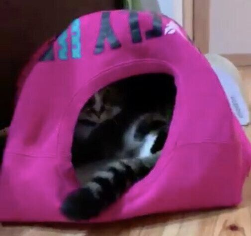 トレーナーの猫ハウス