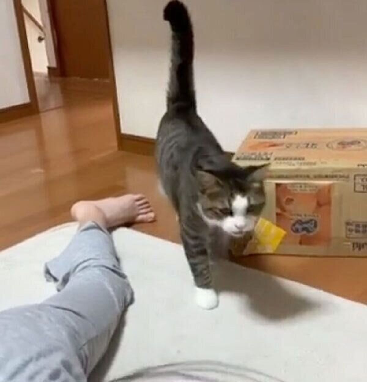 名前を呼ばれて鳴きながらやってくる猫 その後の 甘えっぷり に悶絶する人続出 ねこのきもちweb Magazine
