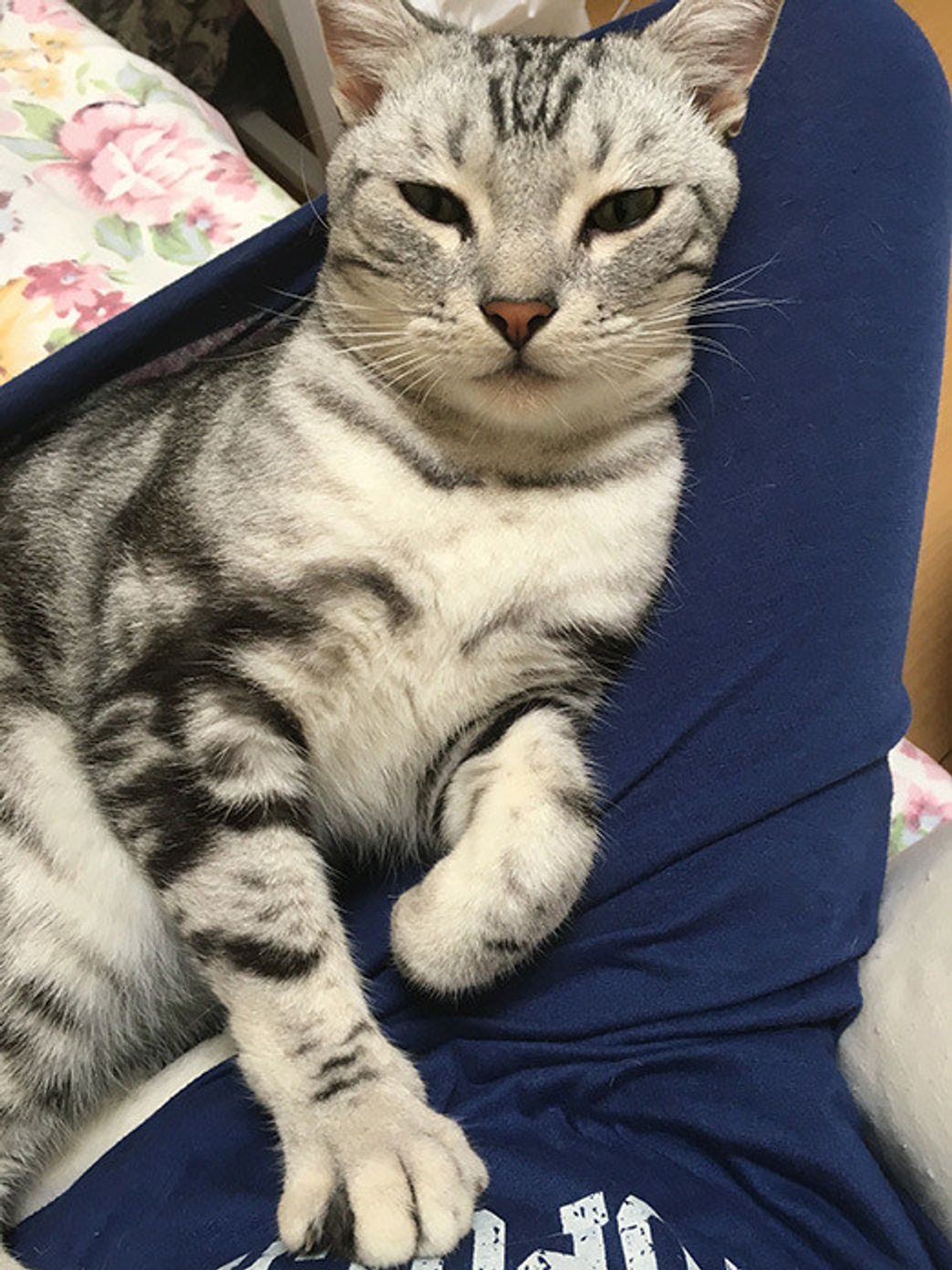 猫達のわがままな愛情 残念なイケメン猫 揺るぎなきセツstyle Vol 85 ねこのきもちweb Magazine 猫達のわがままな愛情 残念なイケメン猫 揺るぎなきセツstyle Vol 85 ねこのきもちweb Magazine