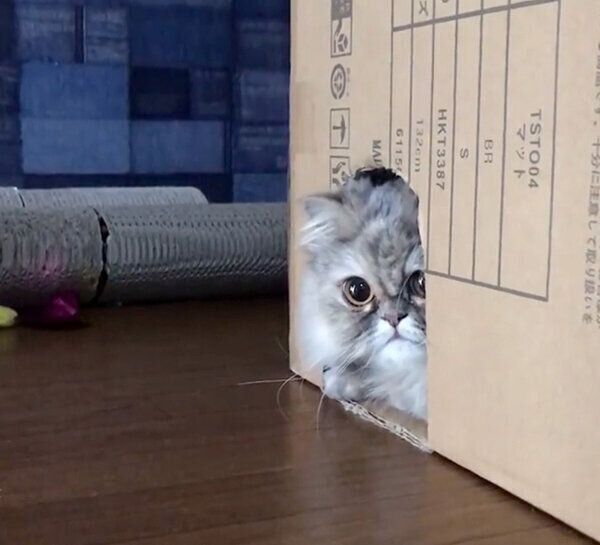 見つめるはなびちゃん