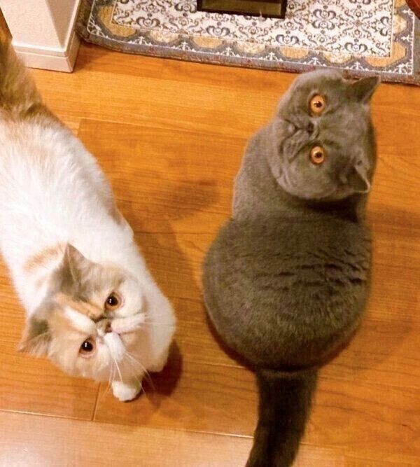 見つめるポッケくんとニットちゃん