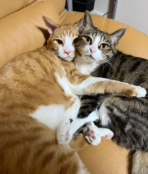 抱き合うオレオちゃんとモカくん