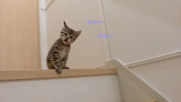 初めて「階段」にチャレンジする子猫ちゃん かわいすぎる姿に心