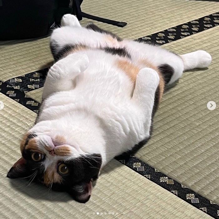 ヘソ天するおあげちゃん