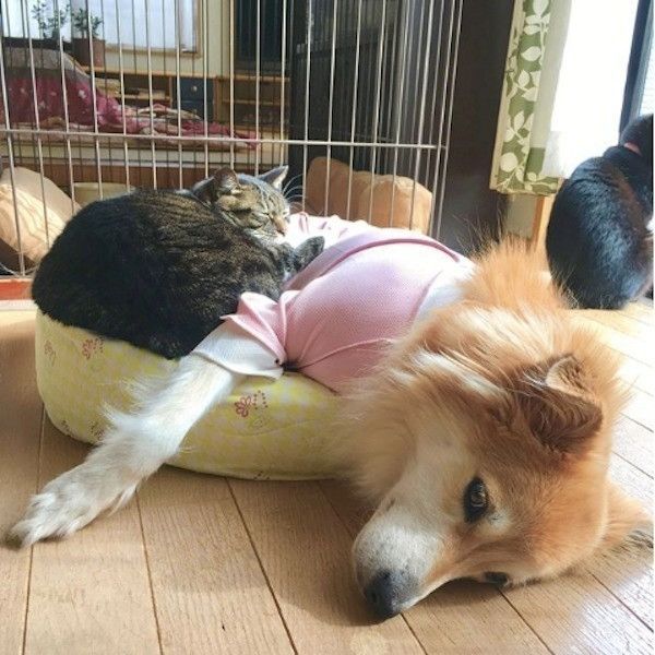 ワンコに寄り添うニャンコ