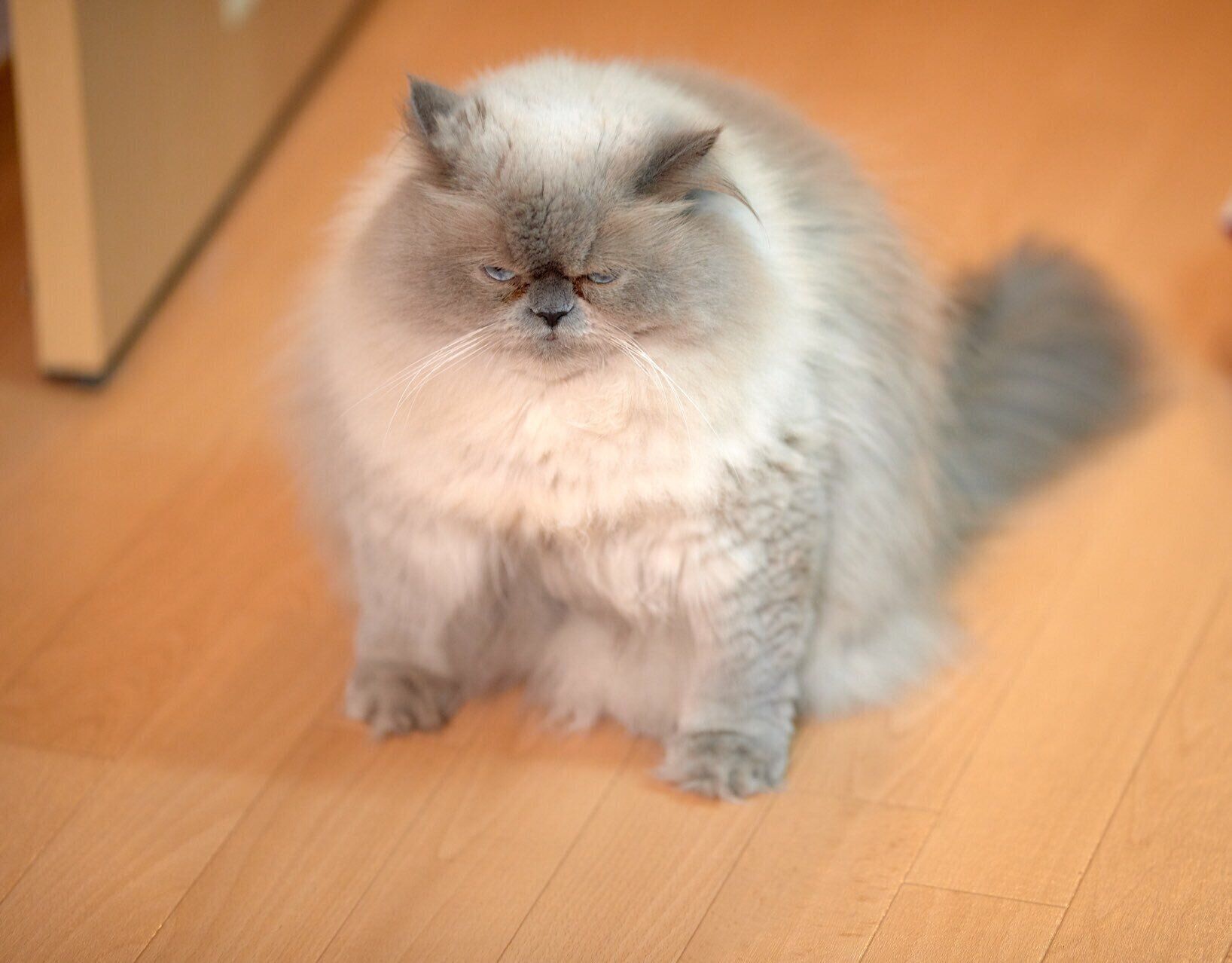 目を細めるヒマラヤン