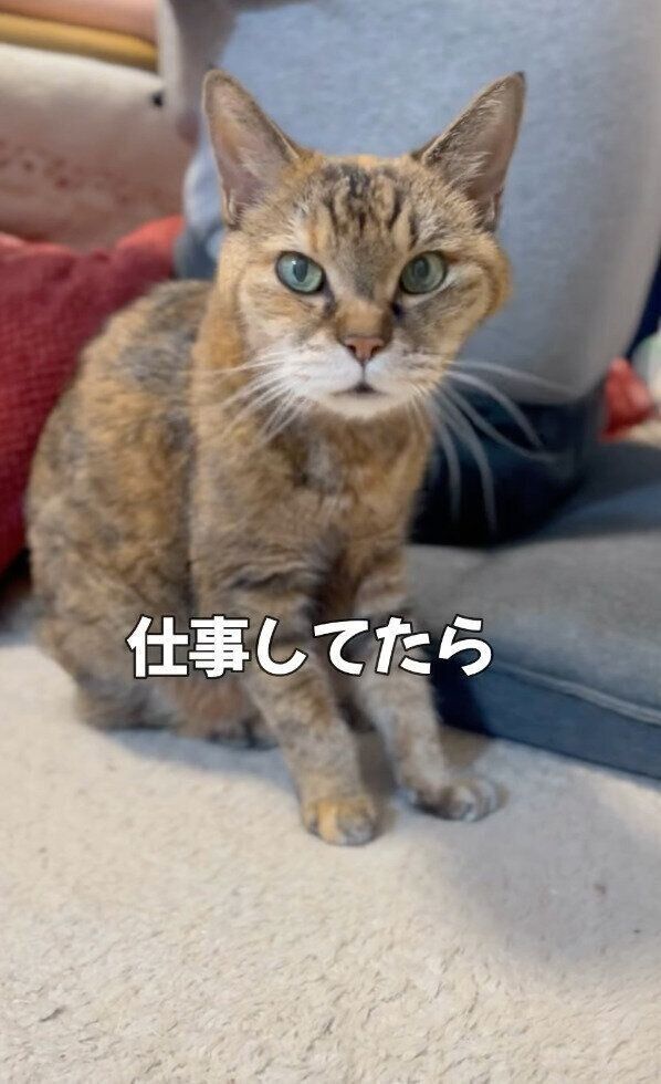 仕事中のパパにかまってほしいアビーちゃん