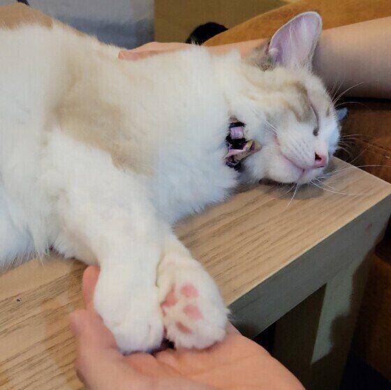 眠るももくん（ラグドール）