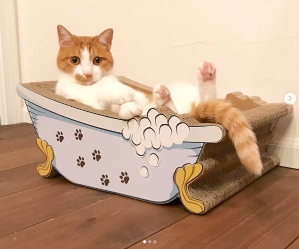 爪とぎ器でくつろぐ猫