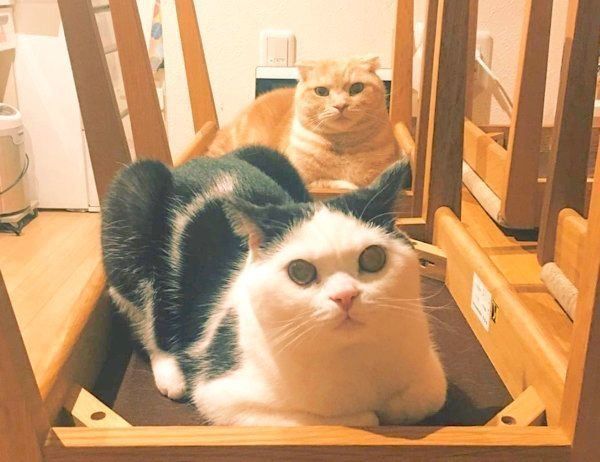 キョトン顔のブリティッシュショートヘアとスコティッシュフォールド