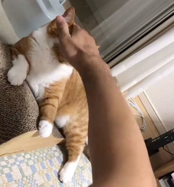 飼い主さんと遊ぶスコティッシュフォールド