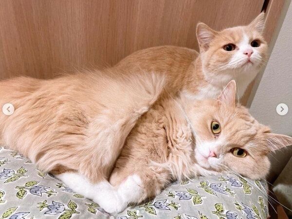 くっつくみりんちゃん、ぽんずちゃん