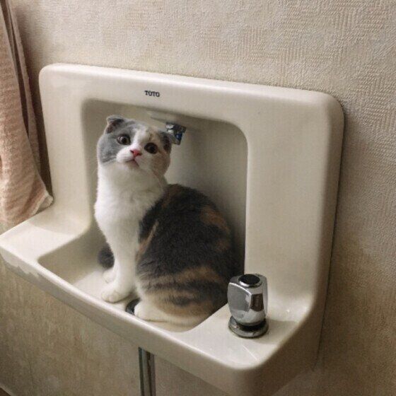 スコティッシュ・フォールドのさわらちゃん