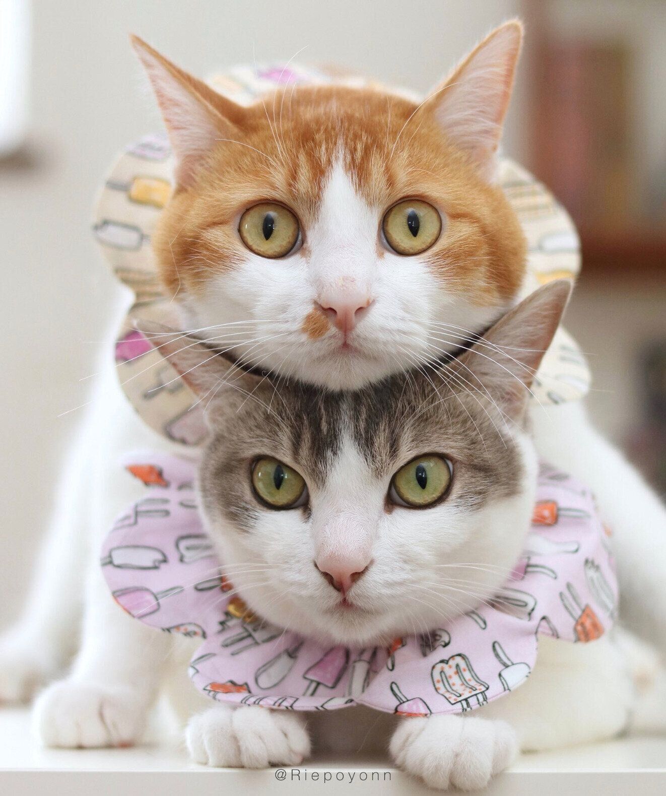 「猫だんご」になるアメリちゃん、カヌレくん