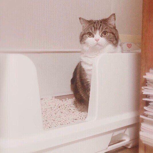 トイレ中の猫