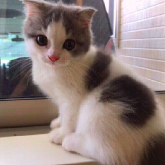 スコティッシュフォールドのことくん