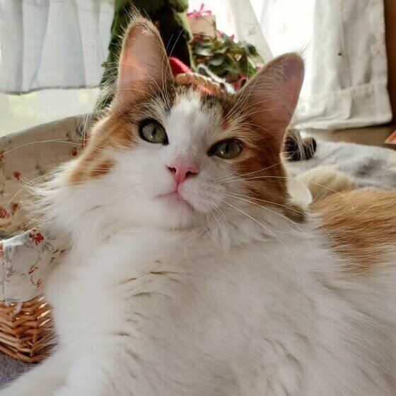 ノルウェージャンフォレストキャットのモカちゃん