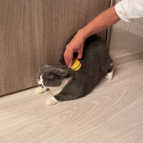 ブラッシングで気持ちよさそうなすももくん