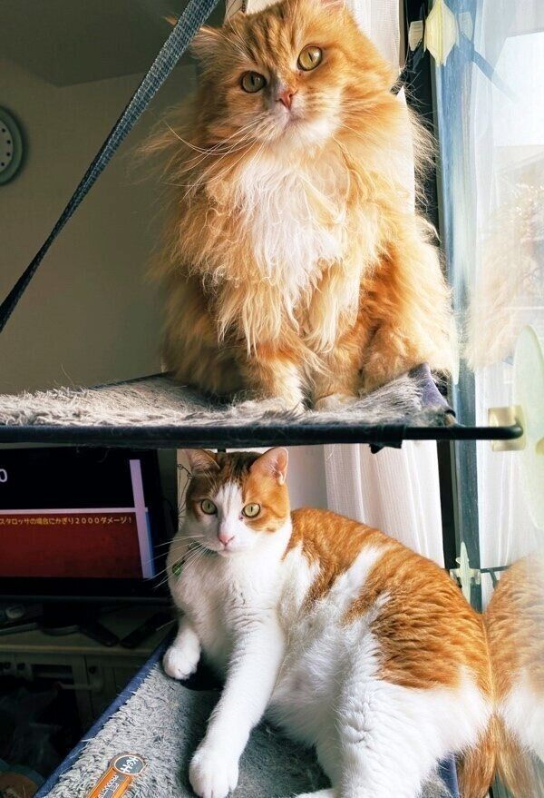 付かず離れずの距離感のまめちゃんとふうたくん