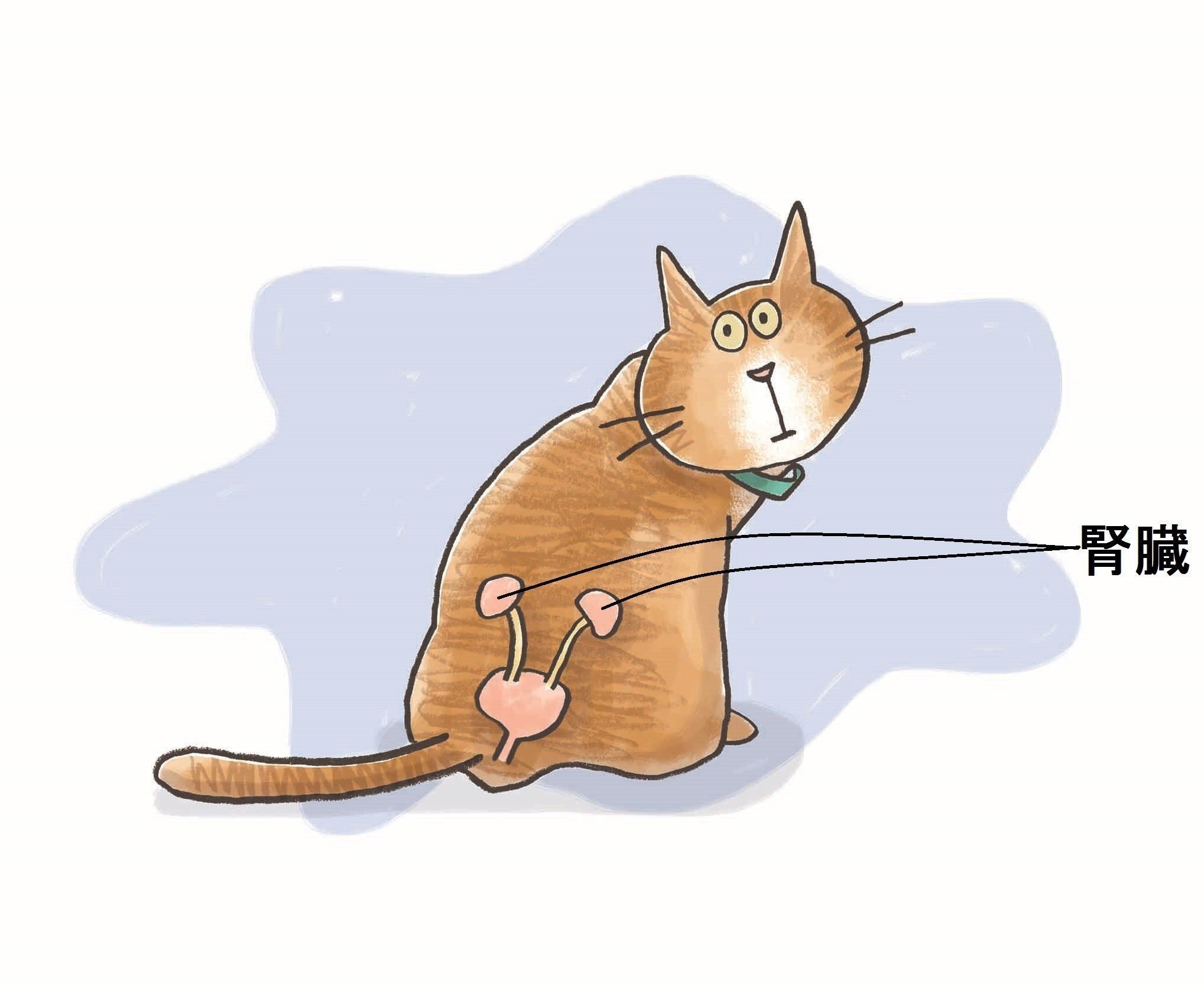 イラスト／上垣厚子