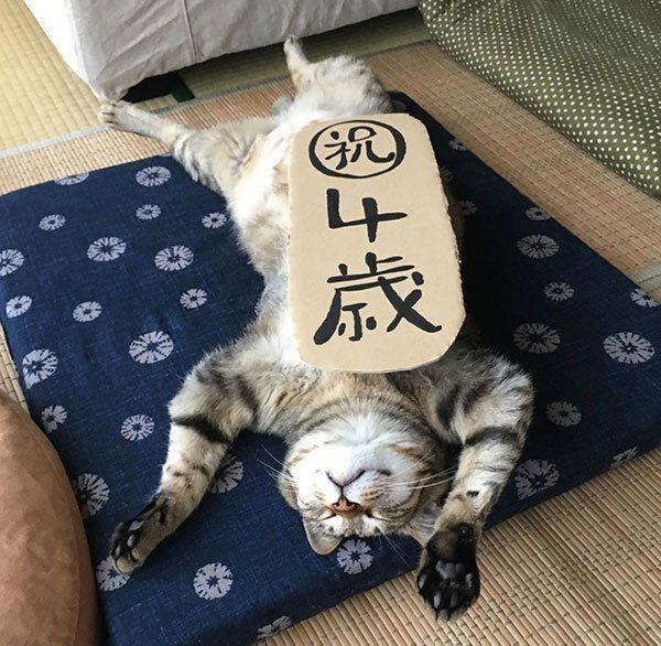 バンザイ寝する猫