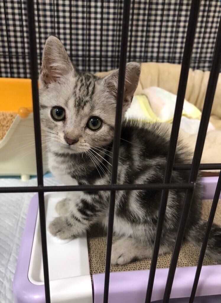 生後2カ月のアメリカンショートヘア