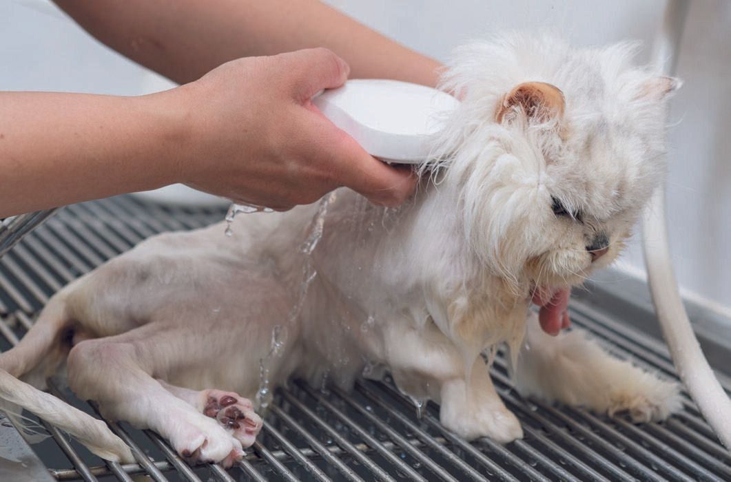 撮影／石原さくら