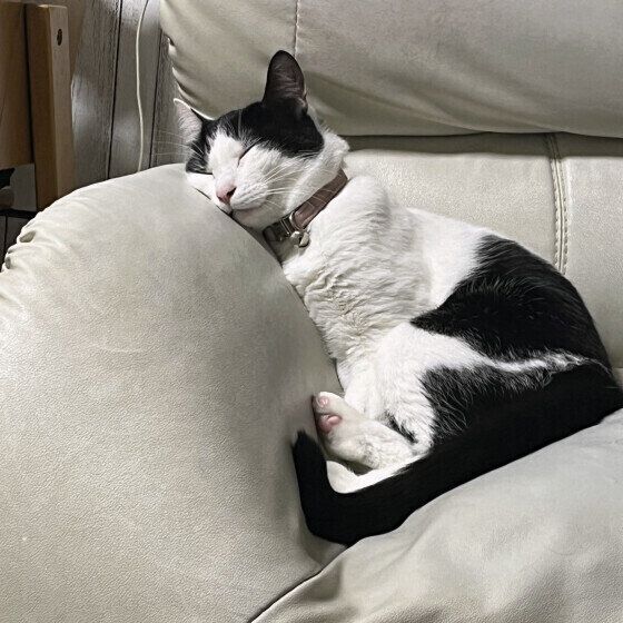 黒白のスイちゃん