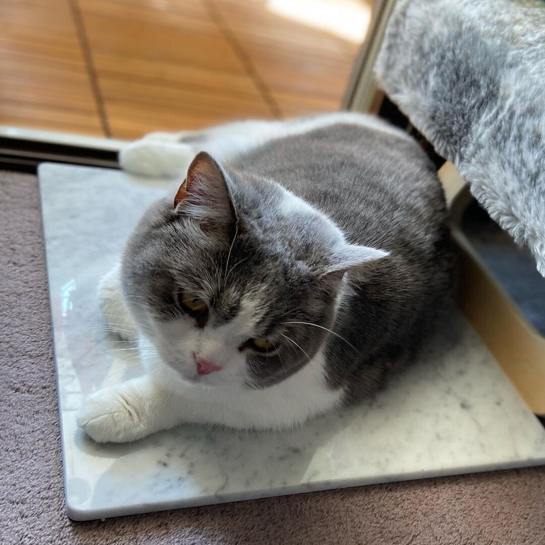 ブリティッシュショートヘアの玉子ちゃん