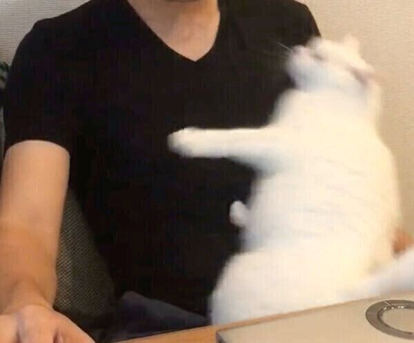 パパさんを信用しきっている猫ちゃん