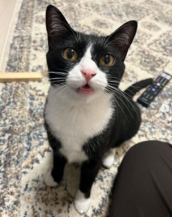 見つめるぽんずちゃん