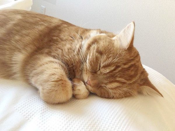 眠る猫