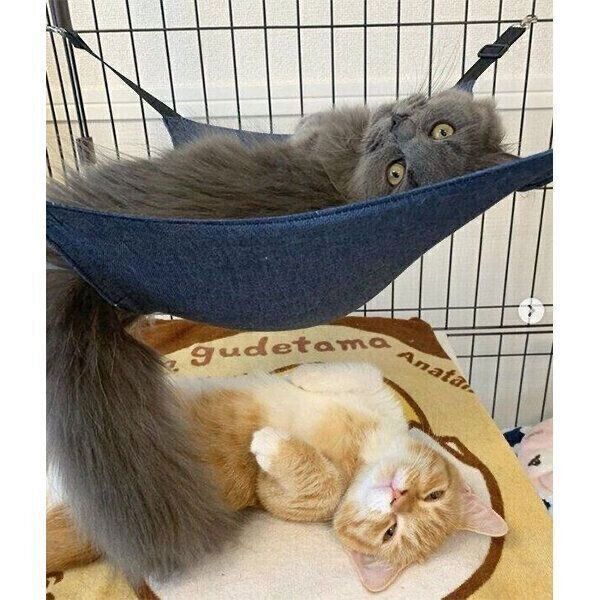 ゴロゴロしながら飼い主さんを出迎えるアオくん、ウニちゃん