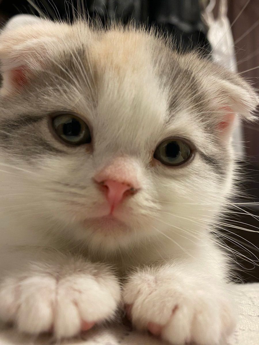 しらたまさんを起こすスイちゃん（スコティッシュフォールド、メス）