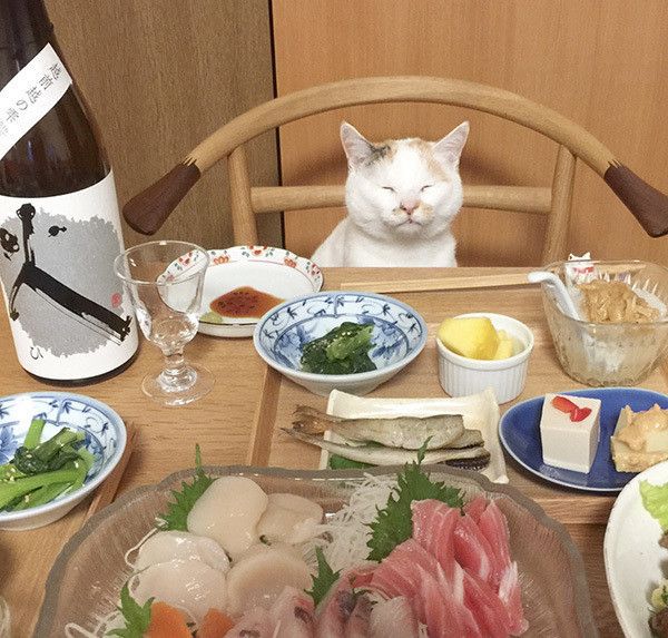 ごはんと猫