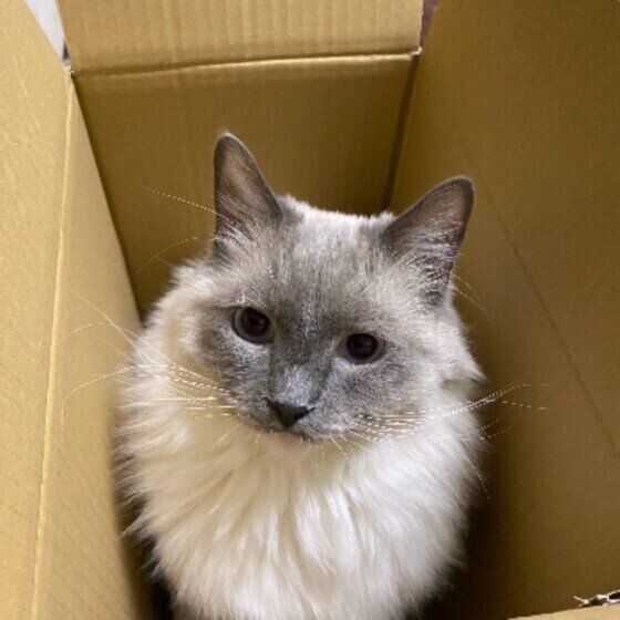 ラグドールの五右衛門くん