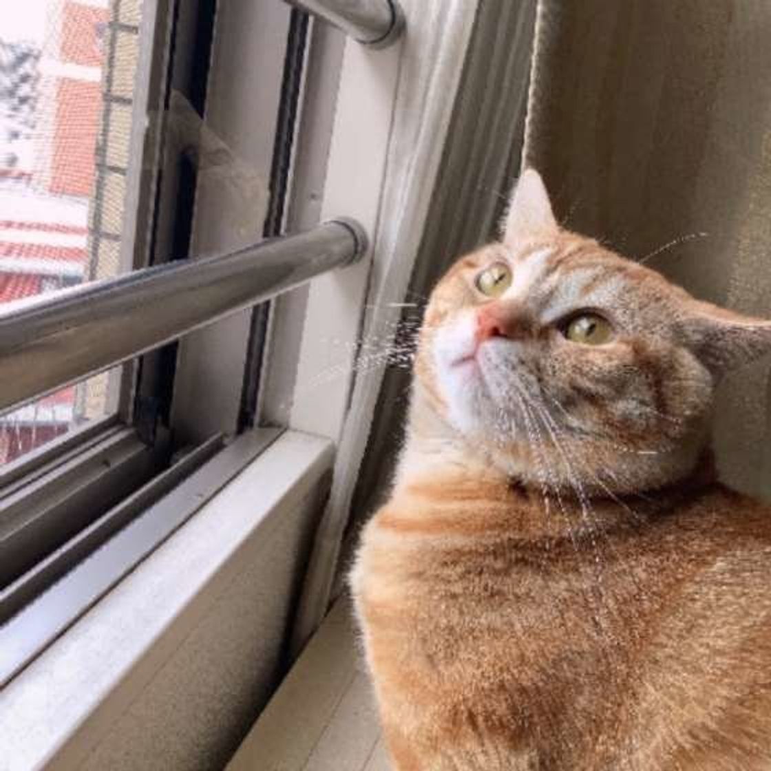 去勢したのに 猫の 困りごと がおさまらない理由とは ねこのきもちweb Magazine 去勢したのに 猫の 困りごと がおさまらない理由とは ねこのきもちweb Magazine