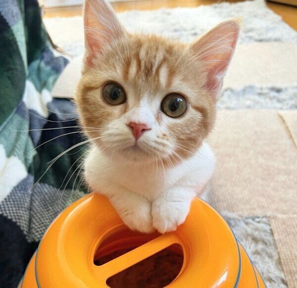 見つめるころんちゃん