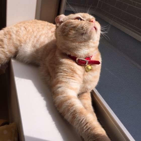 窓の外をみるスコティッシュ