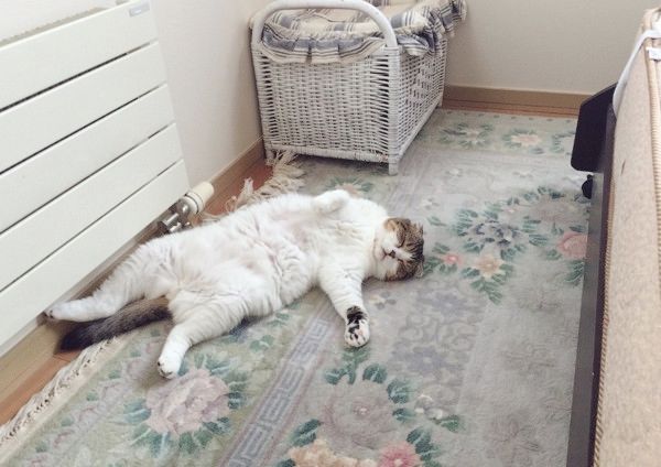 二度寝しちゃう猫