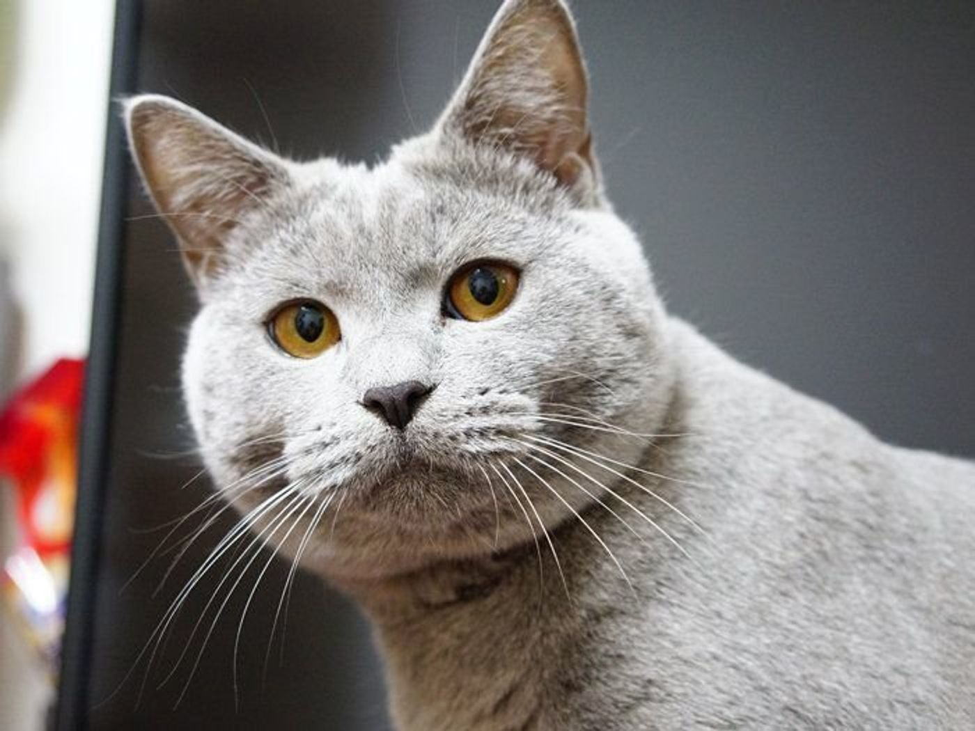 子猫の渾身の攻撃 部屋に閉じ込められるのがキライな猫 本日もねこ晴れなり Vol 248 ねこのきもちweb Magazine 子猫の渾身の攻撃 部屋に閉じ込められるのがキライな猫 本日もねこ晴れなり Vol 248 ねこのきもちweb Magazine