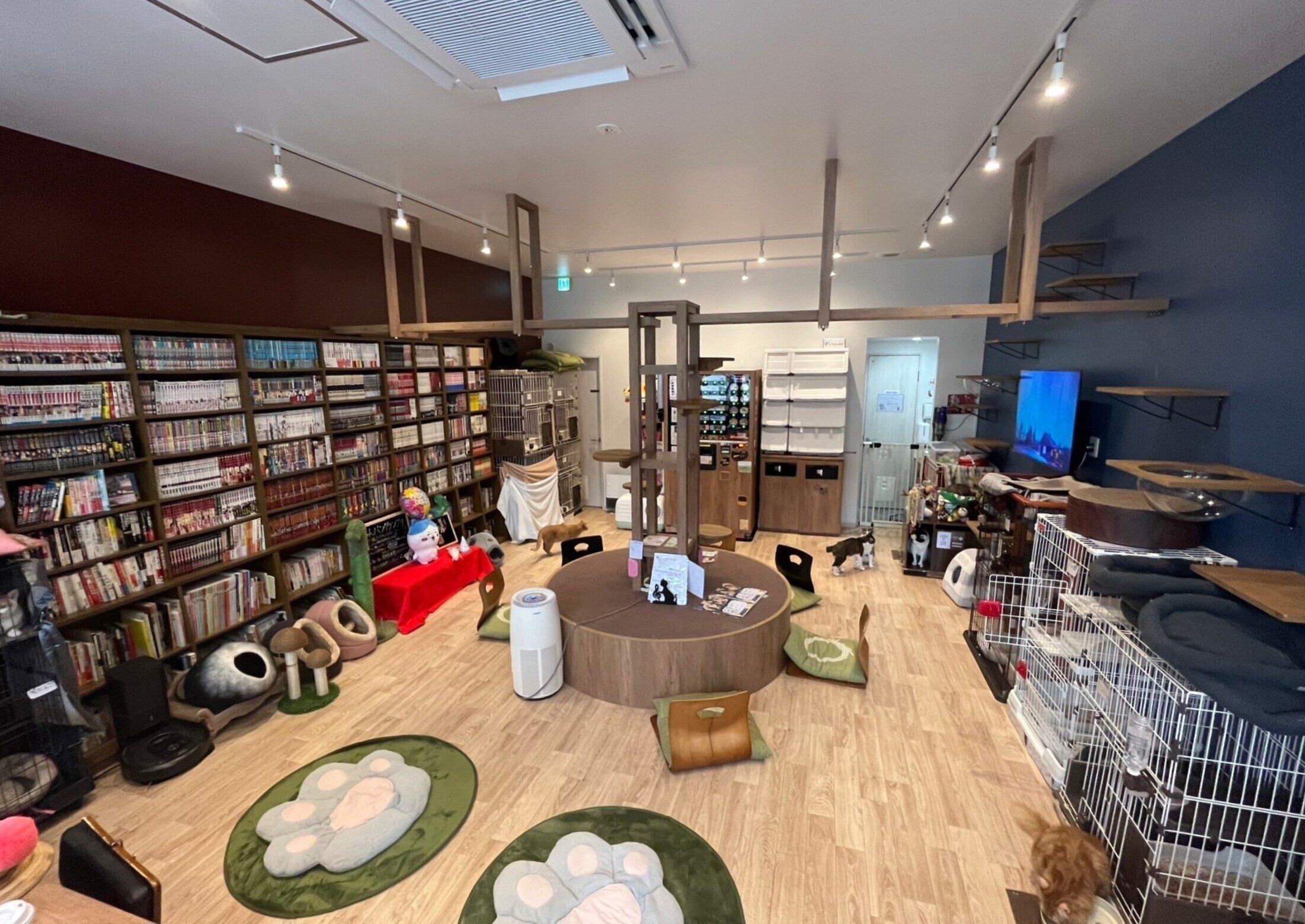 大きなキャットタワーと変化に富んだキャットウォーク