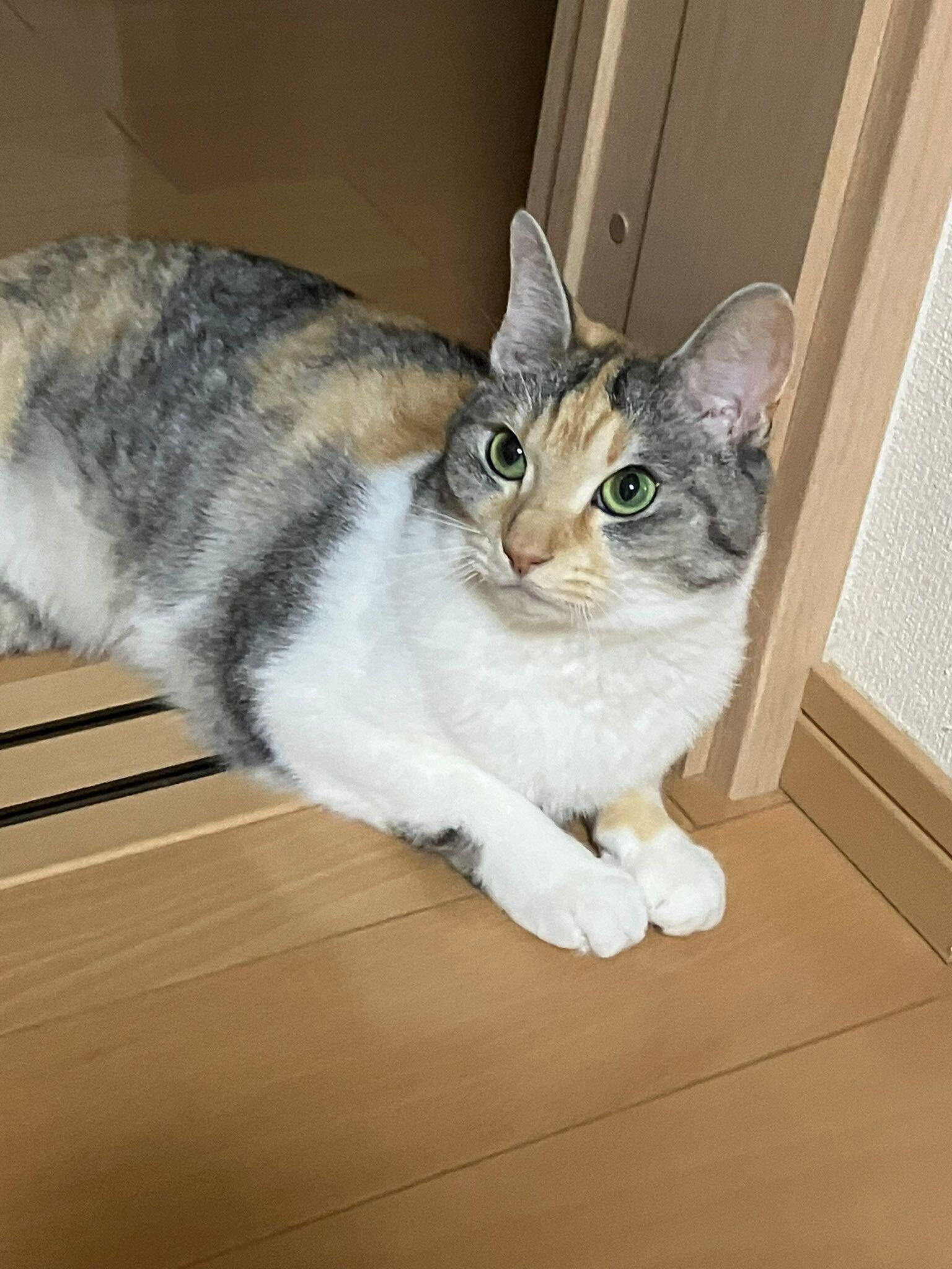 前足を揃えて座っている猫