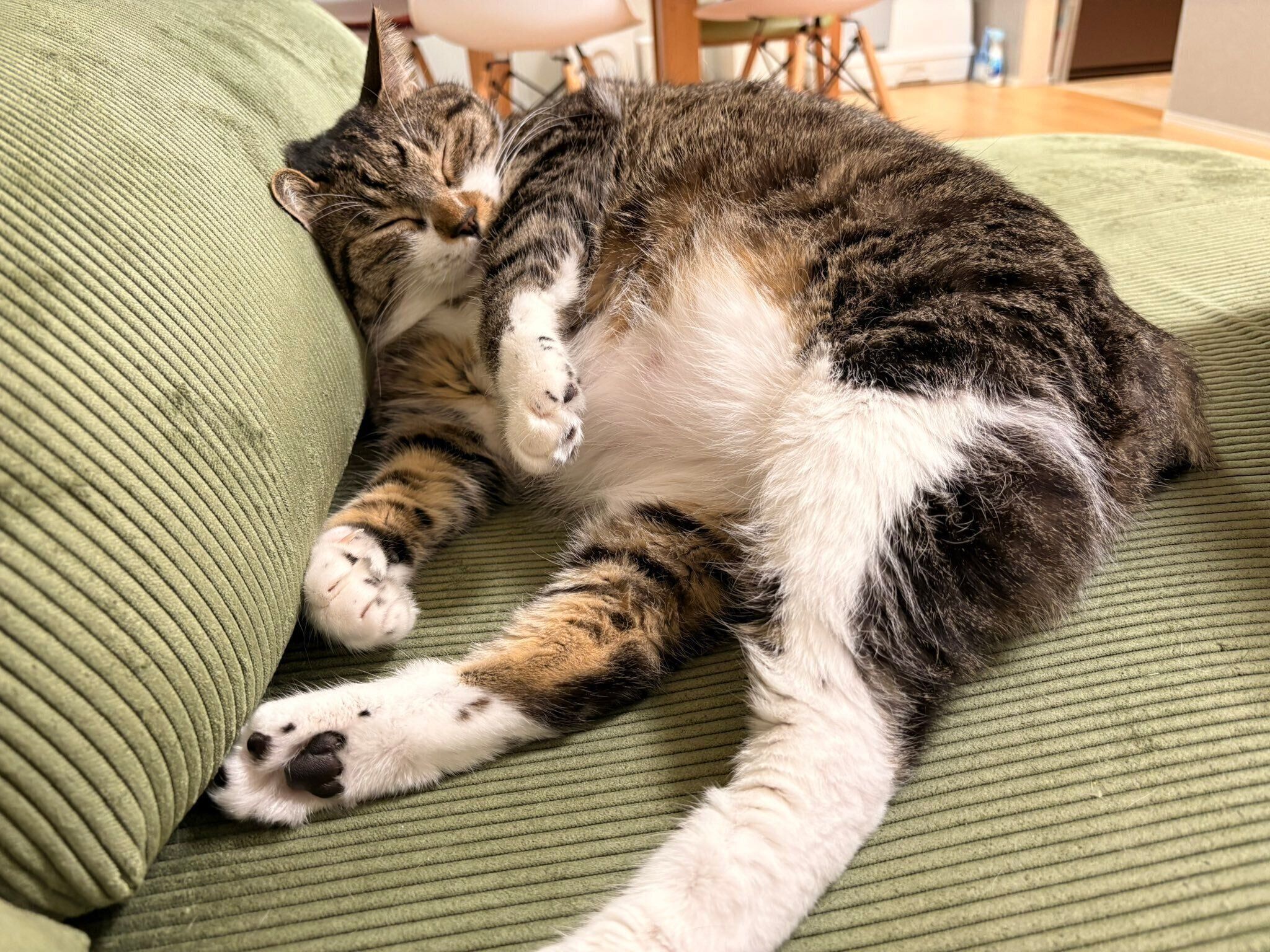 おなかを出して眠る金時くん