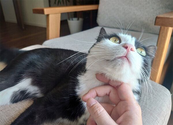 なでてもらうはるちゃん