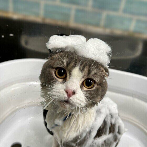 スコティッシュフォールドのハナちゃん